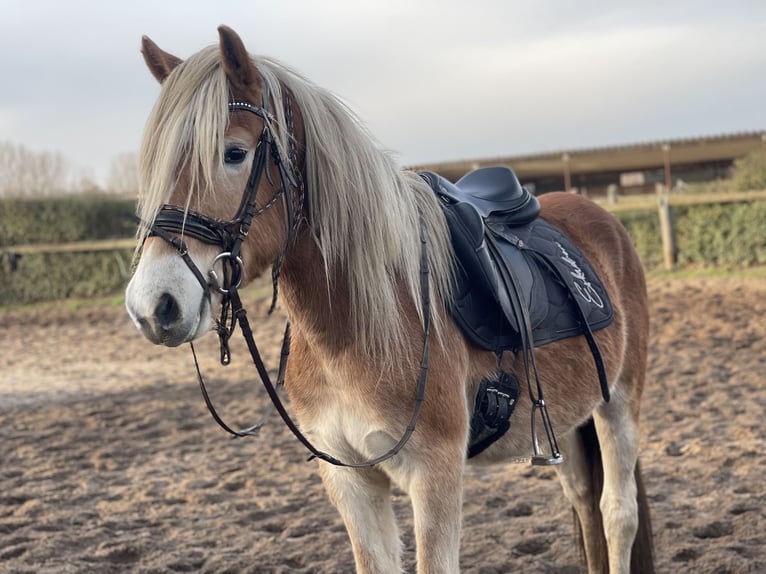 Haflinger Gelding 4 years 15 hh in Trebbin