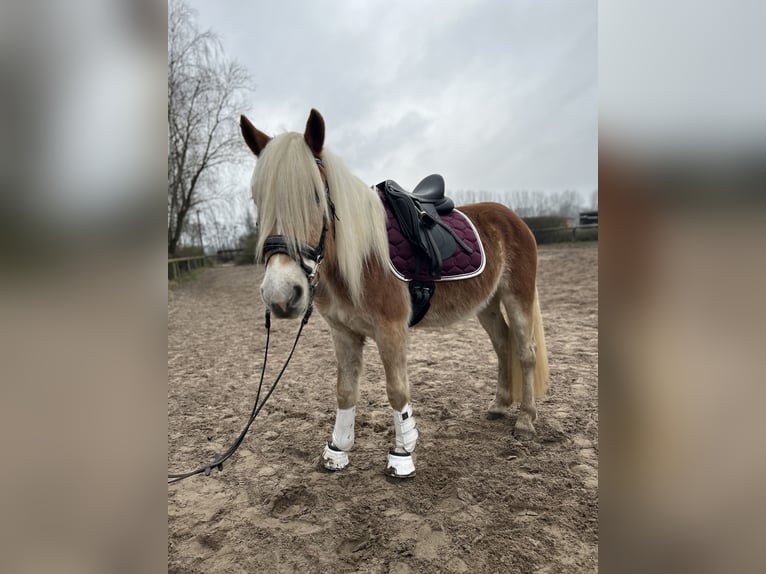 Haflinger Gelding 4 years 15 hh in Trebbin