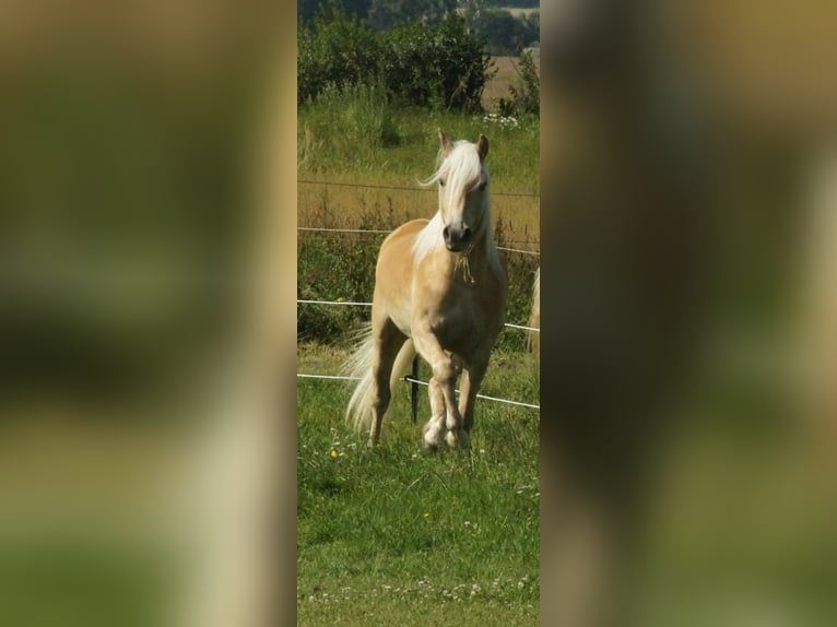 Haflinger Gelding 4 years 15 hh Palomino in Wackerow