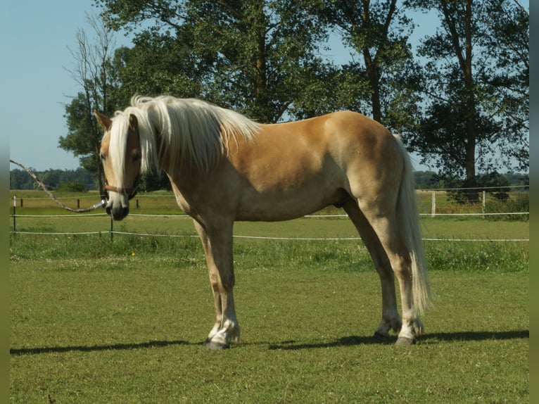 Haflinger Gelding 4 years 15 hh Palomino in Wackerow