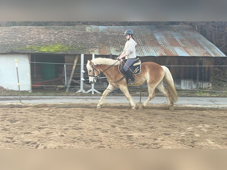Haflinger Gelding 4 years 15 hh Sorrel in Morsbach