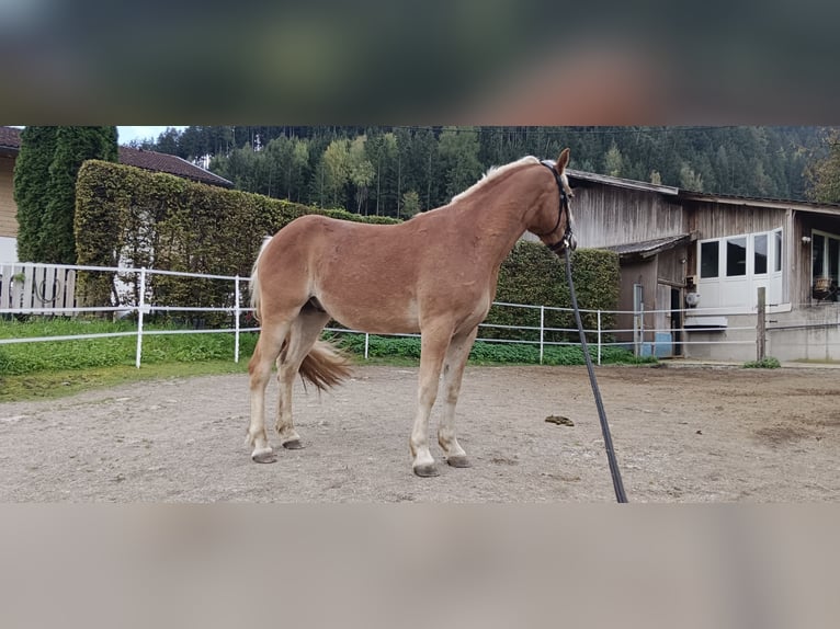 Haflinger Mix Gelding 4 years 15,1 hh Chestnut-Red in Toblaten