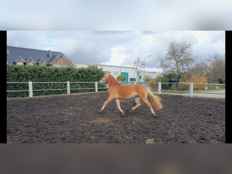 Haflinger Gelding 4 years 15,1 hh Chestnut-Red in Niederzier