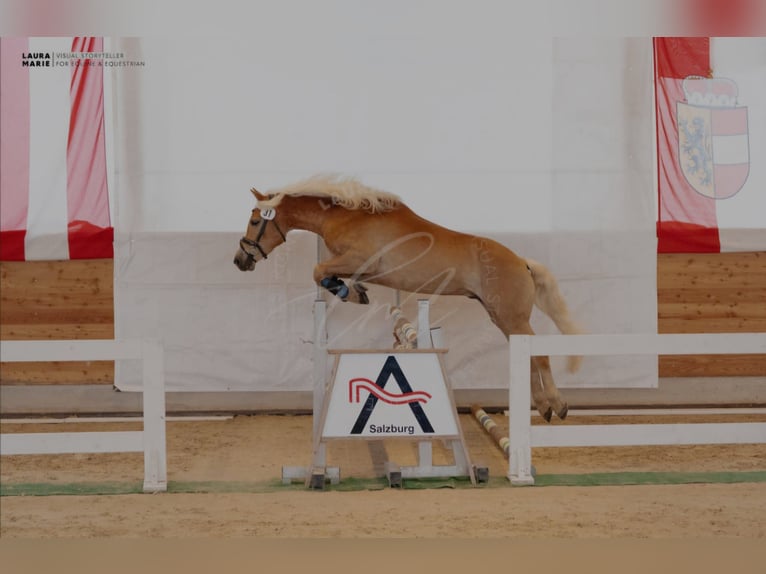Haflinger Gelding 4 years 15,1 hh Chestnut-Red in Golling an der Salzach