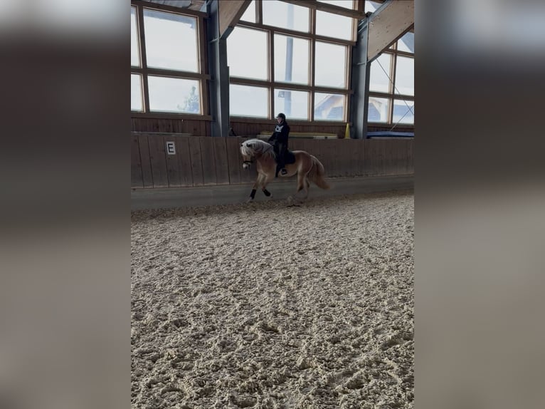 Haflinger Gelding 4 years 15,2 hh Chestnut-Red in Salzburg