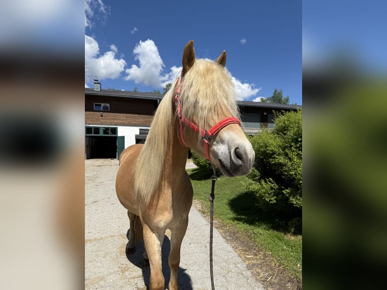 Haflinger Gelding 4 years 15,2 hh Chestnut-Red in Salzburg