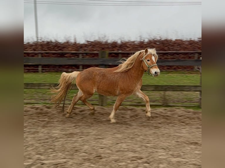 Haflinger Gelding 4 years 15,2 hh Chestnut-Red in Daleiden