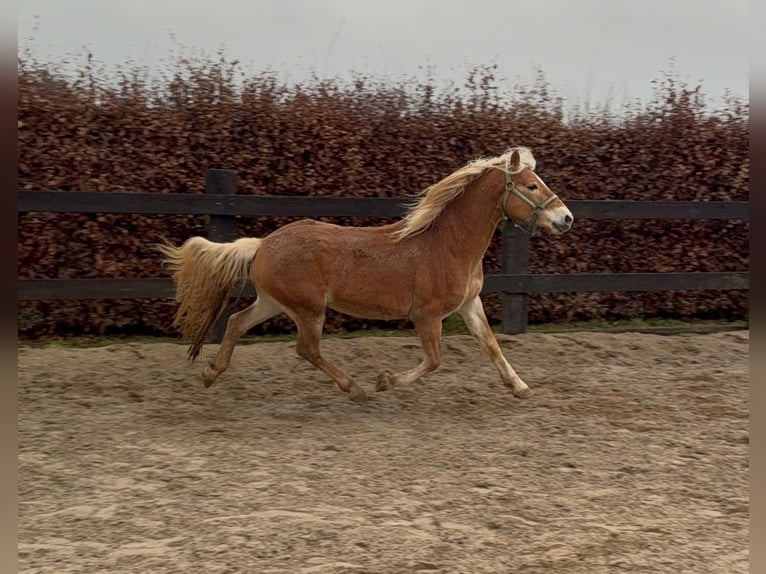 Haflinger Gelding 4 years 15,2 hh Chestnut-Red in Daleiden