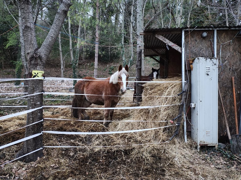 Haflinger Gelding 4 years 16 hh Chestnut-Red in Ancona