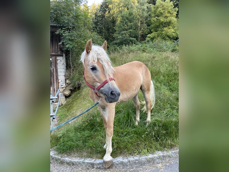 Haflinger Gelding 4 years Chestnut-Red in Esternberg