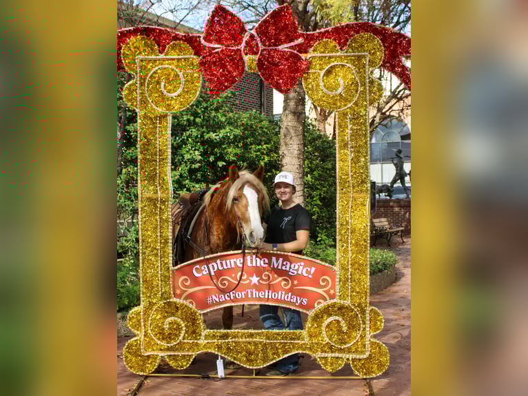 Haflinger Gelding 4 years Chestnut in RUsk TX