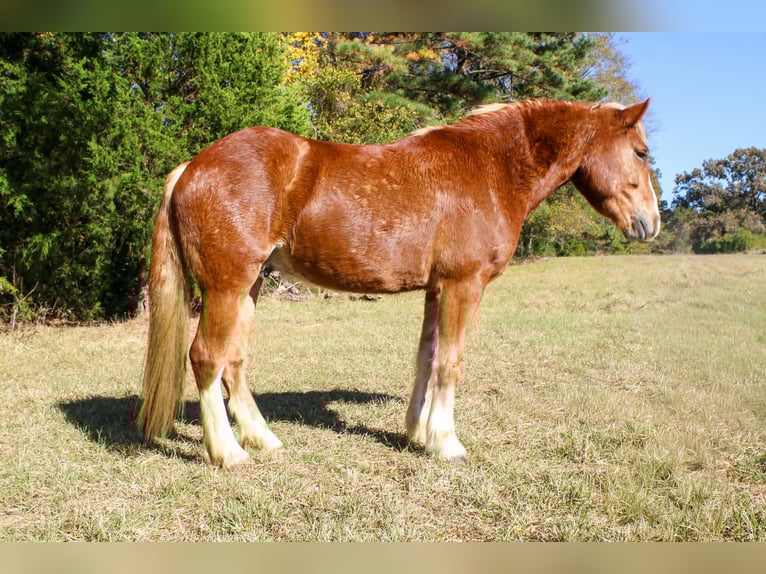Haflinger Gelding 4 years Chestnut in RUsk TX