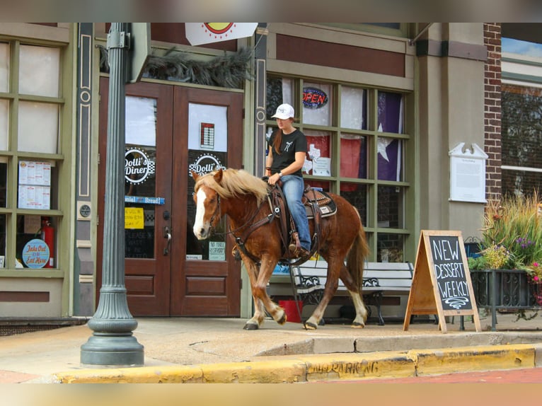 Haflinger Gelding 4 years Chestnut in RUsk TX
