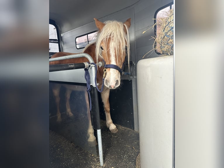 Haflinger Gelding 4 years  in Bad Zwesten