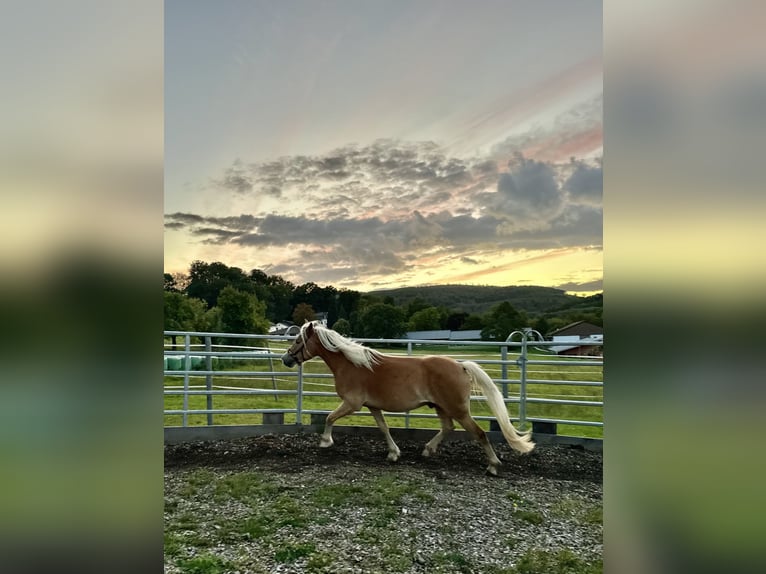 Haflinger Gelding 4 years  in Bad Zwesten