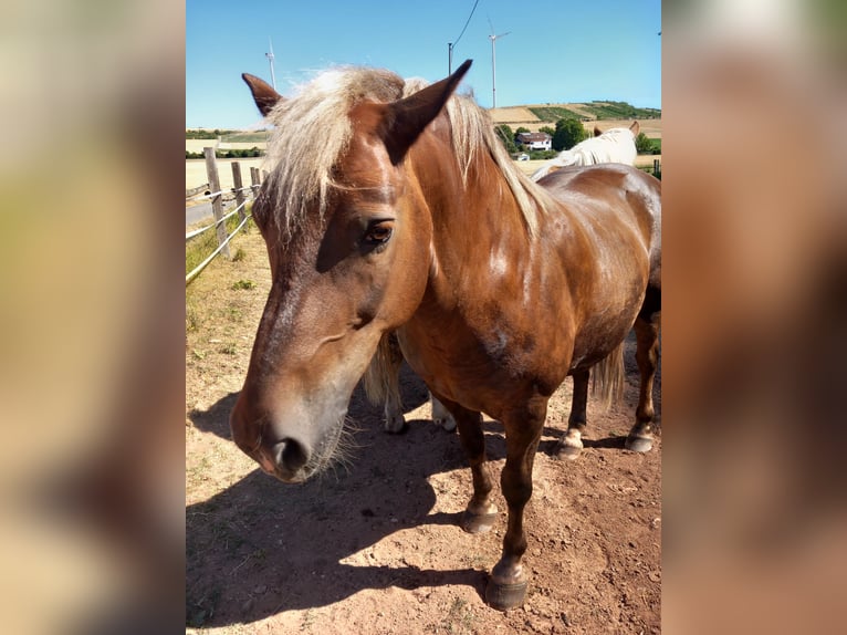 Haflinger Mix Gelding 5 years 14.1 hh Bay-Dark in Albisheim