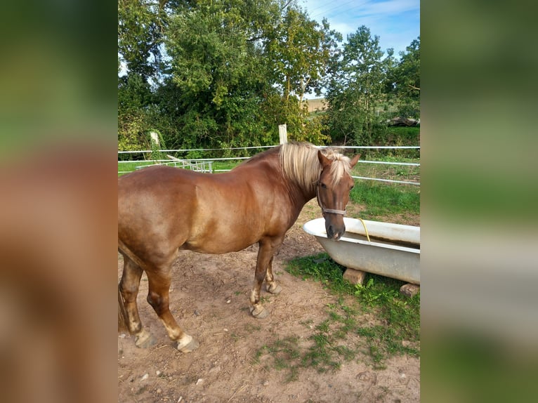 Haflinger Mix Gelding 5 years 14.1 hh Bay-Dark in Albisheim