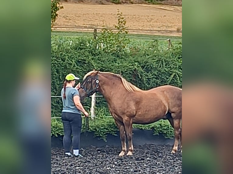 Haflinger Mix Gelding 5 years 14.1 hh Bay-Dark in Albisheim
