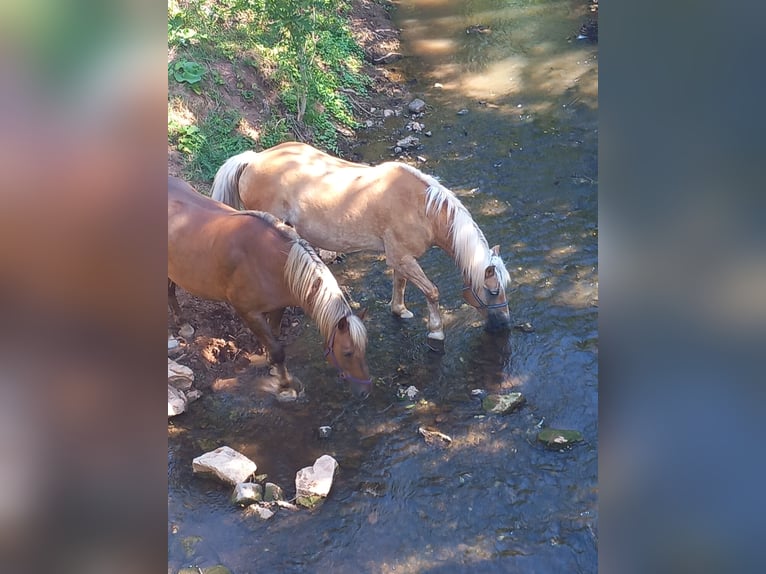 Haflinger Mix Gelding 5 years 14.1 hh Bay-Dark in Albisheim