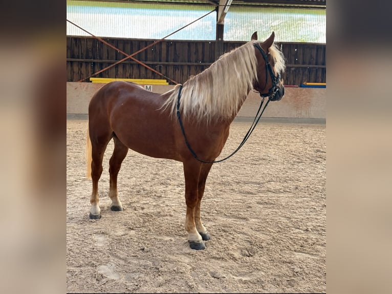 Haflinger Mix Gelding 5 years 14.1 hh Chestnut in Stadtallendorf