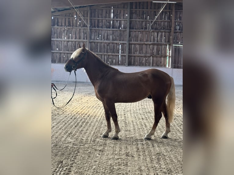 Haflinger Mix Gelding 5 years 14.1 hh Chestnut in Stadtallendorf