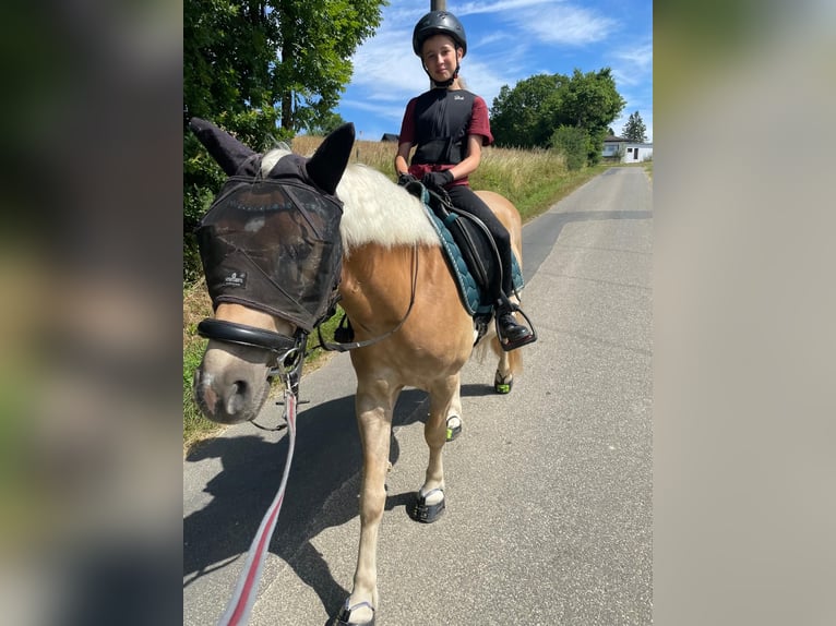 Haflinger Mix Gelding 5 years 14.1 hh Chestnut-Red in Buchholz (Westerwald)Asbach