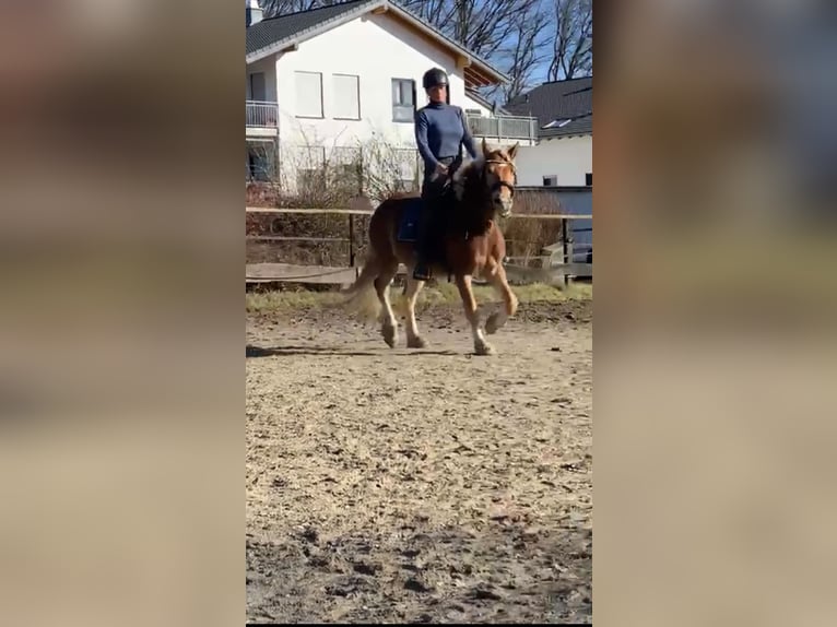 Haflinger Mix Gelding 5 years 14.1 hh Chestnut-Red in Buchholz (Westerwald)Asbach