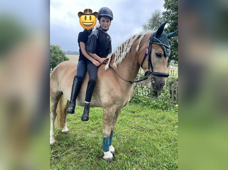 Haflinger Mix Gelding 5 years 14.1 hh Chestnut-Red in Buchholz (Westerwald)Asbach
