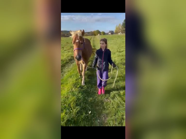Haflinger Mix Gelding 5 years 14.1 hh Chestnut-Red in Buchholz (Westerwald)Asbach