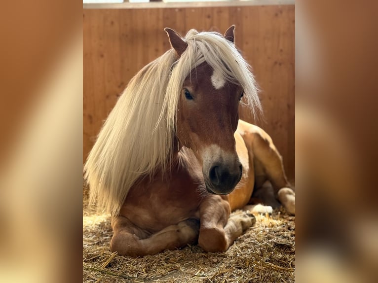 Haflinger Gelding 5 years 14.1 hh Chestnut-Red in Weisslingen