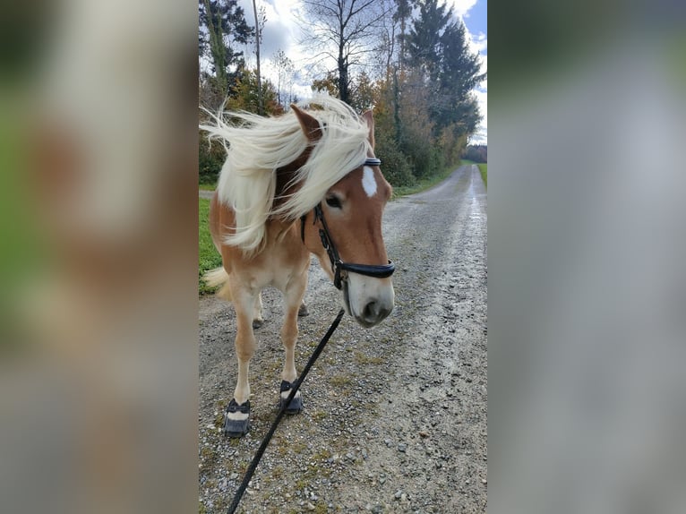 Haflinger Gelding 5 years 14.1 hh Chestnut-Red in Weisslingen