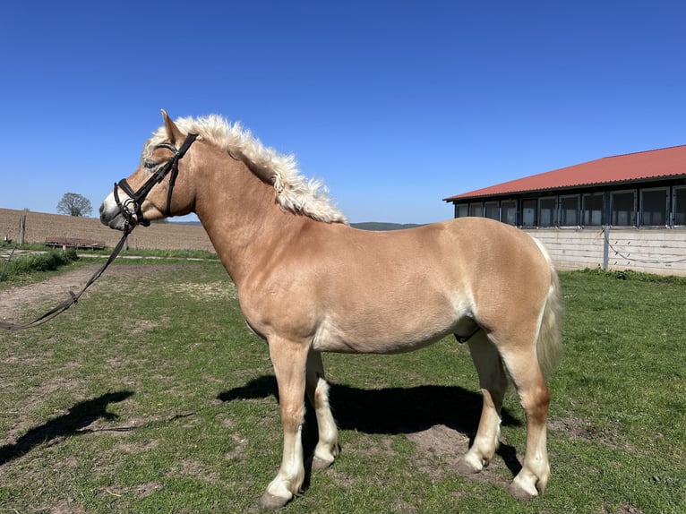 Haflinger Gelding 5 years 14.1 hh Chestnut-Red in Roßleben-Wiehe