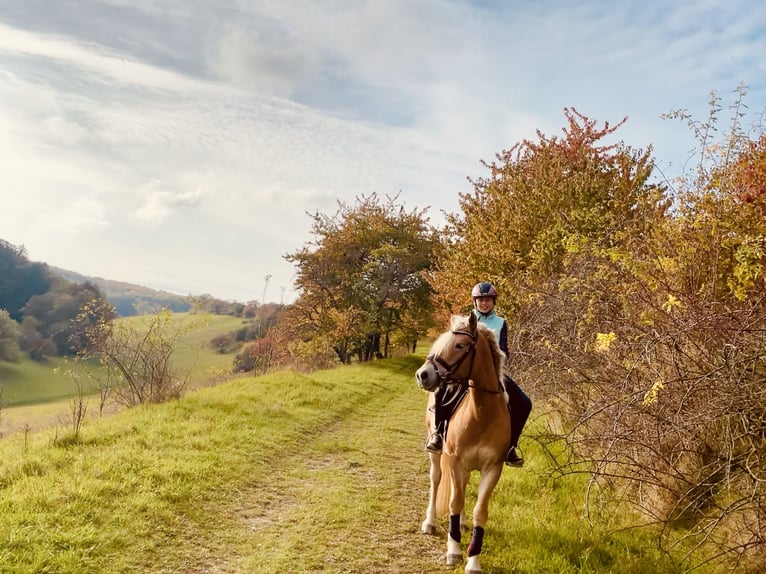 Haflinger Gelding 5 years 14.1 hh Chestnut-Red in Roßleben-Wiehe