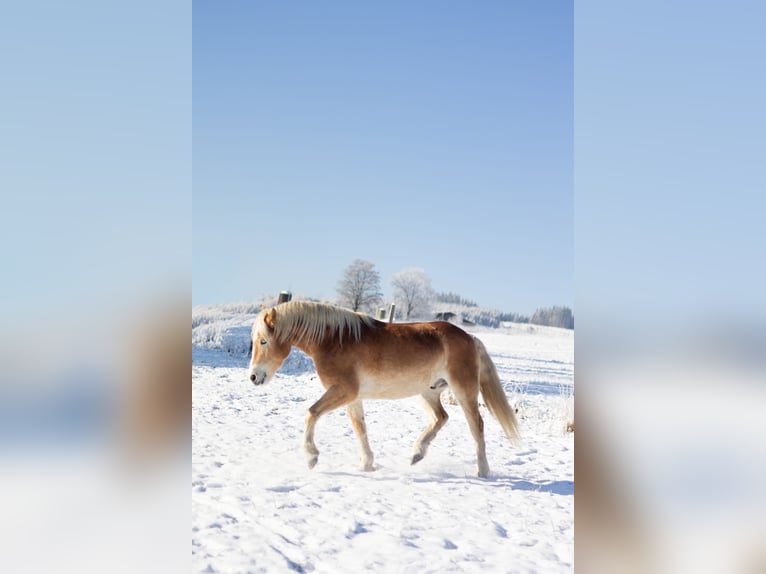 Haflinger Gelding 5 years 14.1 hh Chestnut-Red in Erndtebrück