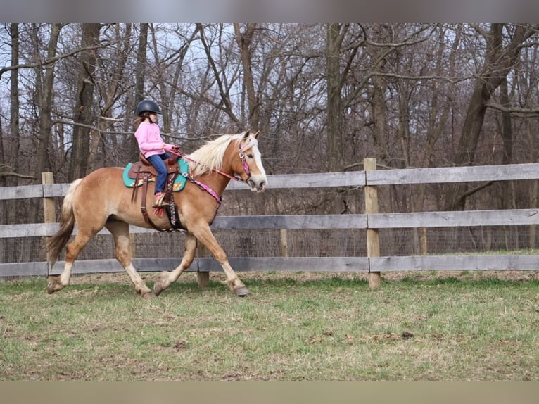 Haflinger Gelding 5 years 14.1 hh Chestnut in Howell MI