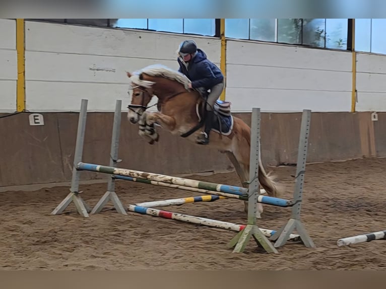 Haflinger Gelding 5 years 14,1 hh Palomino in Braunschweig