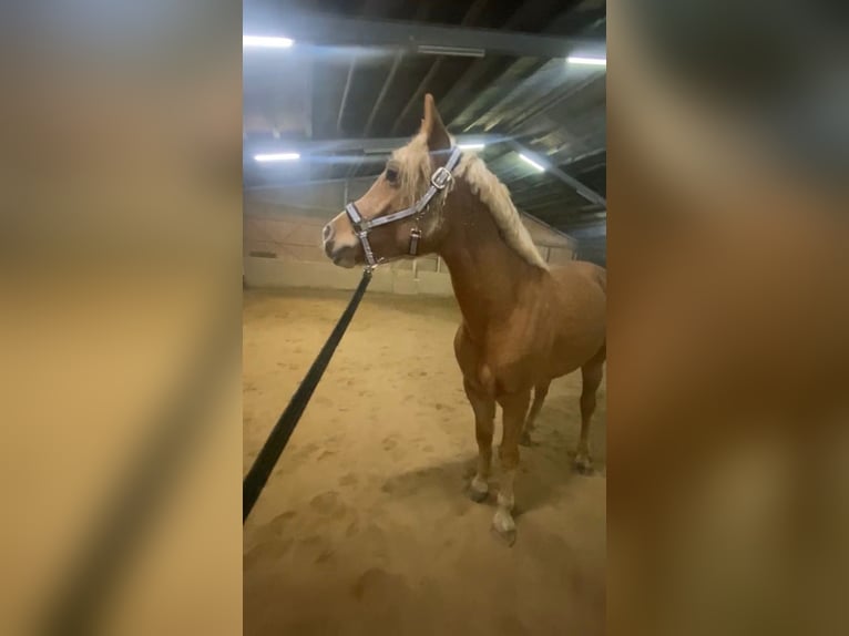 Haflinger Mix Gelding 5 years 14,1 hh Palomino in WiehlWiehl