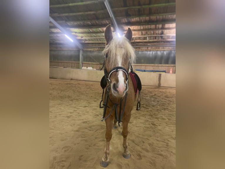 Haflinger Mix Gelding 5 years 14,1 hh Palomino in WiehlWiehl