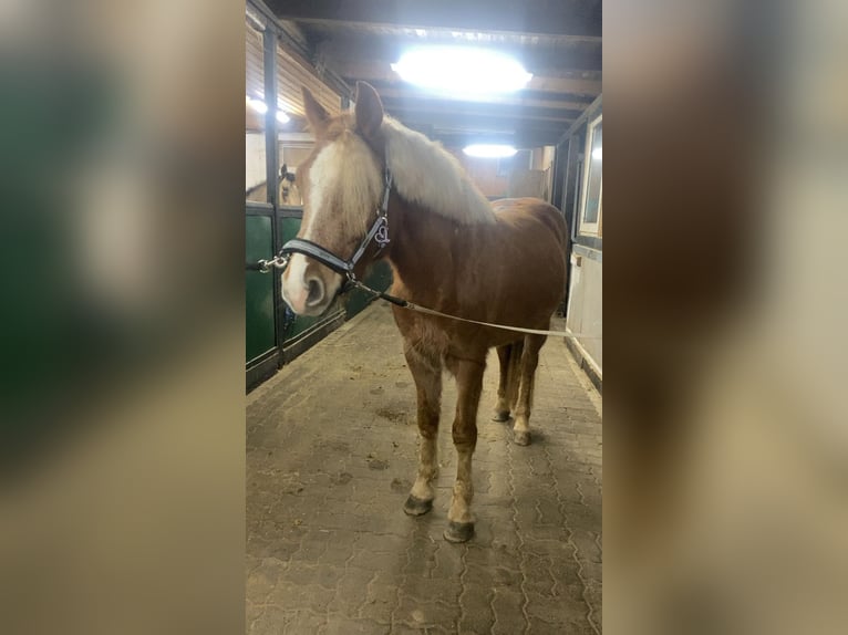 Haflinger Mix Gelding 5 years 14,1 hh Palomino in WiehlWiehl