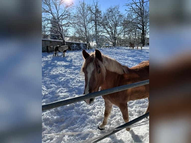 Haflinger Mix Gelding 5 years 14,1 hh Palomino in WiehlWiehl