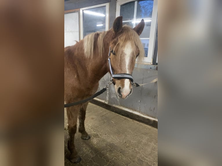 Haflinger Mix Gelding 5 years 14,1 hh Palomino in WiehlWiehl