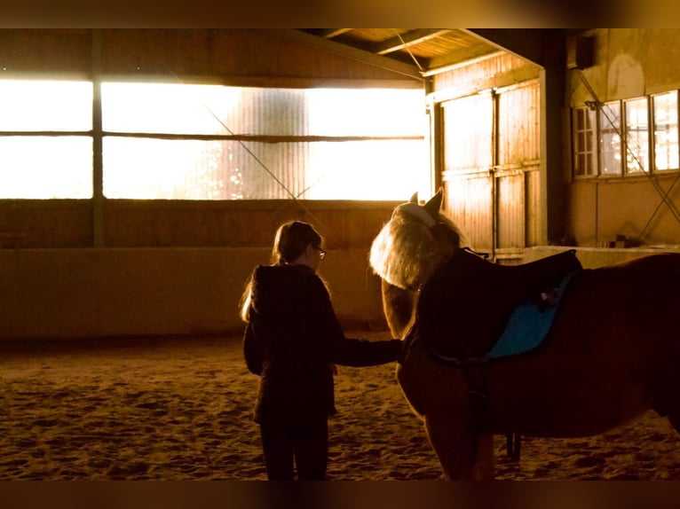 Haflinger Mix Gelding 5 years 14,1 hh Palomino in WiehlWiehl