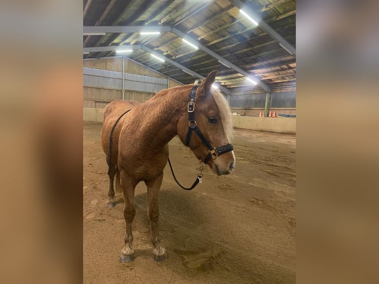 Haflinger Mix Gelding 5 years 14,1 hh Palomino in WiehlWiehl