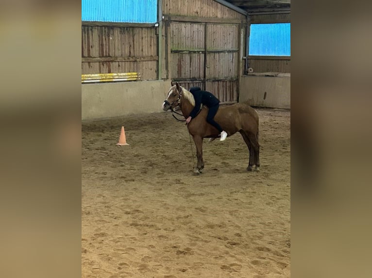 Haflinger Mix Gelding 5 years 14,1 hh Palomino in WiehlWiehl