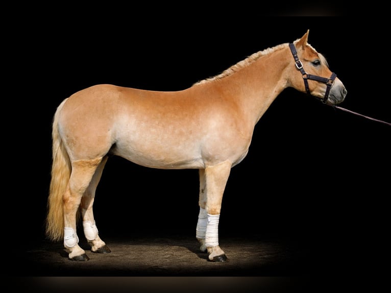 Haflinger Gelding 5 years 14.1 hh Palomino in Strass im strassertal