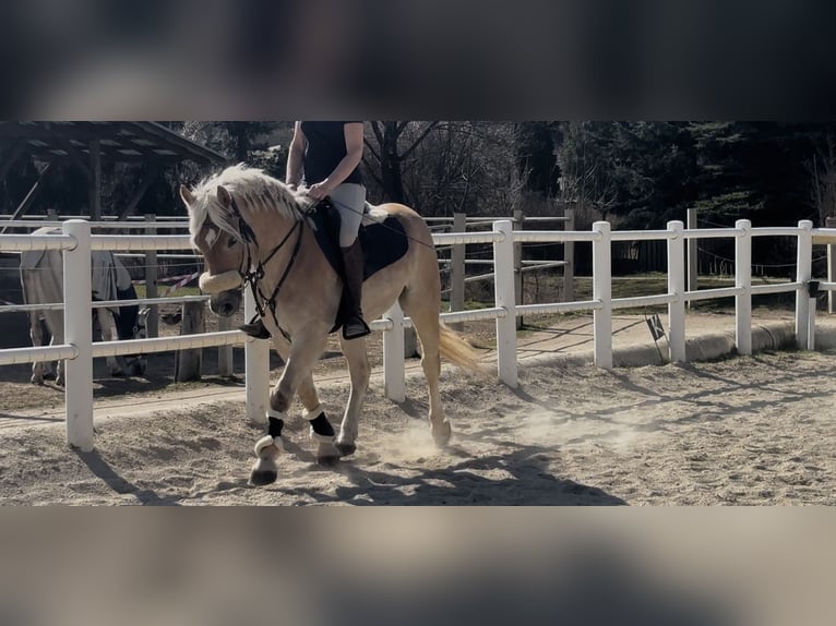 Haflinger Gelding 5 years 14.1 hh Palomino in Strass im strassertal