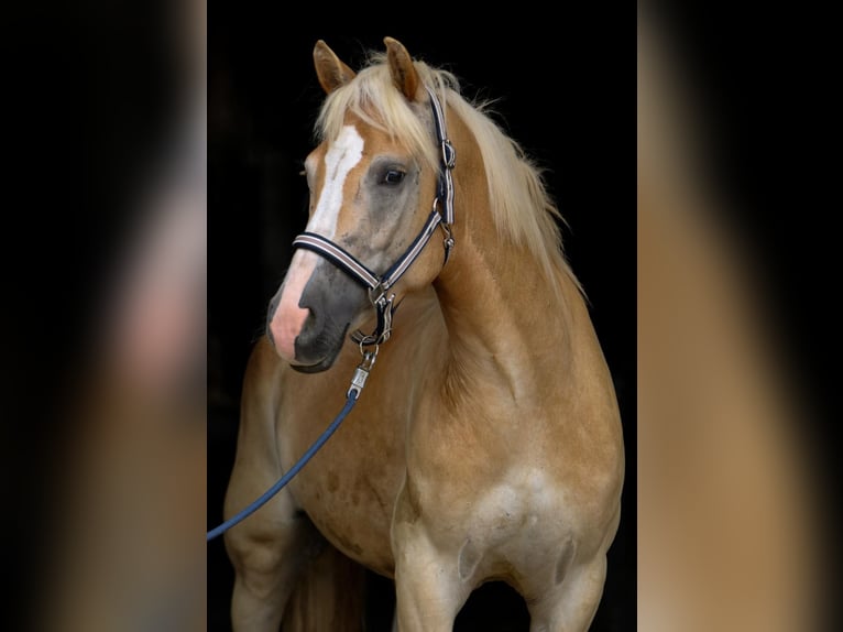 Haflinger Gelding 5 years 14,2 hh in Ölbronn-Dürrn