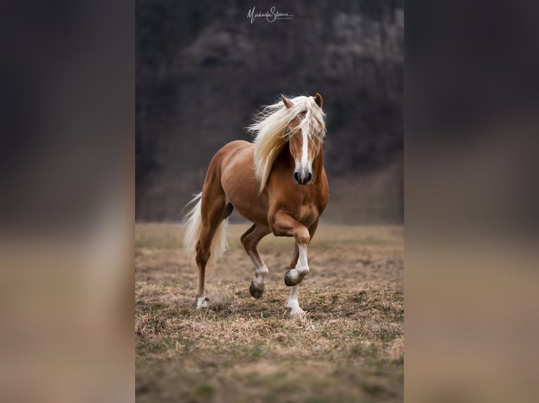 Haflinger Gelding 5 years 14,2 hh Chestnut-Red in Marktschellenberg