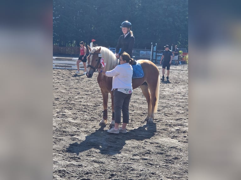 Haflinger Gelding 5 years 14,2 hh Chestnut-Red in Marktschellenberg