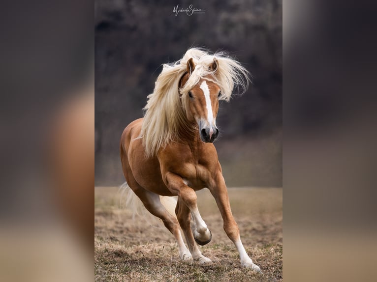 Haflinger Gelding 5 years 14,2 hh Chestnut-Red in Marktschellenberg